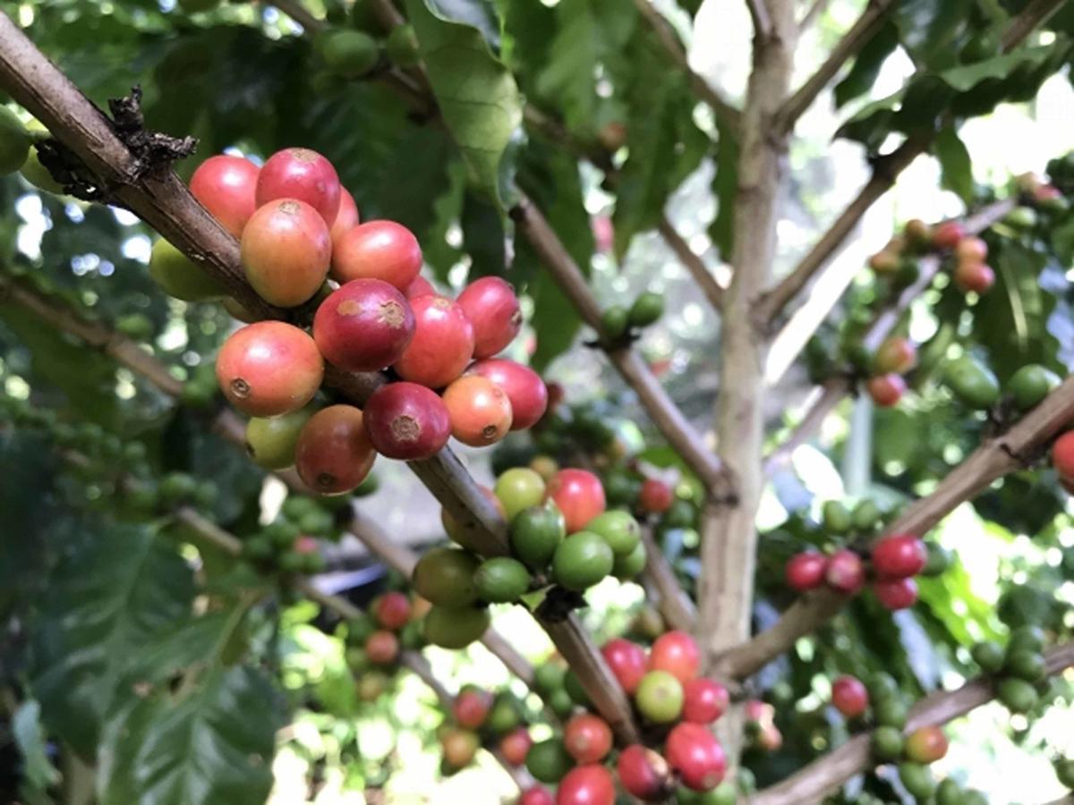 Matayoshi Coffee Farm Βίλα Higashi Εξωτερικό φωτογραφία